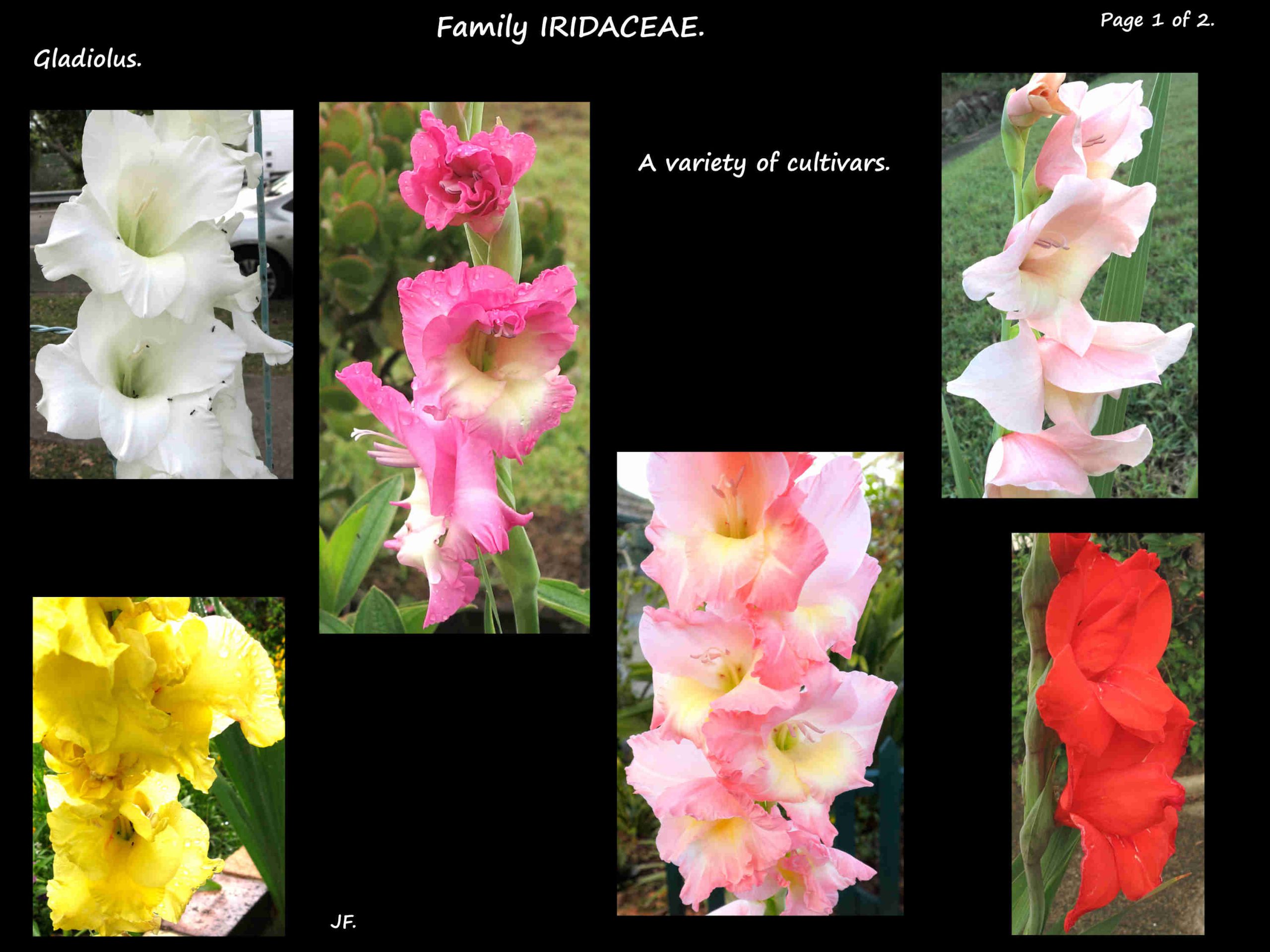 Gladiolus cultivars 1